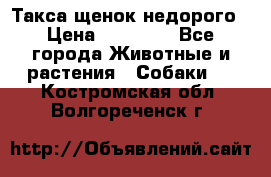 Такса щенок недорого › Цена ­ 15 000 - Все города Животные и растения » Собаки   . Костромская обл.,Волгореченск г.